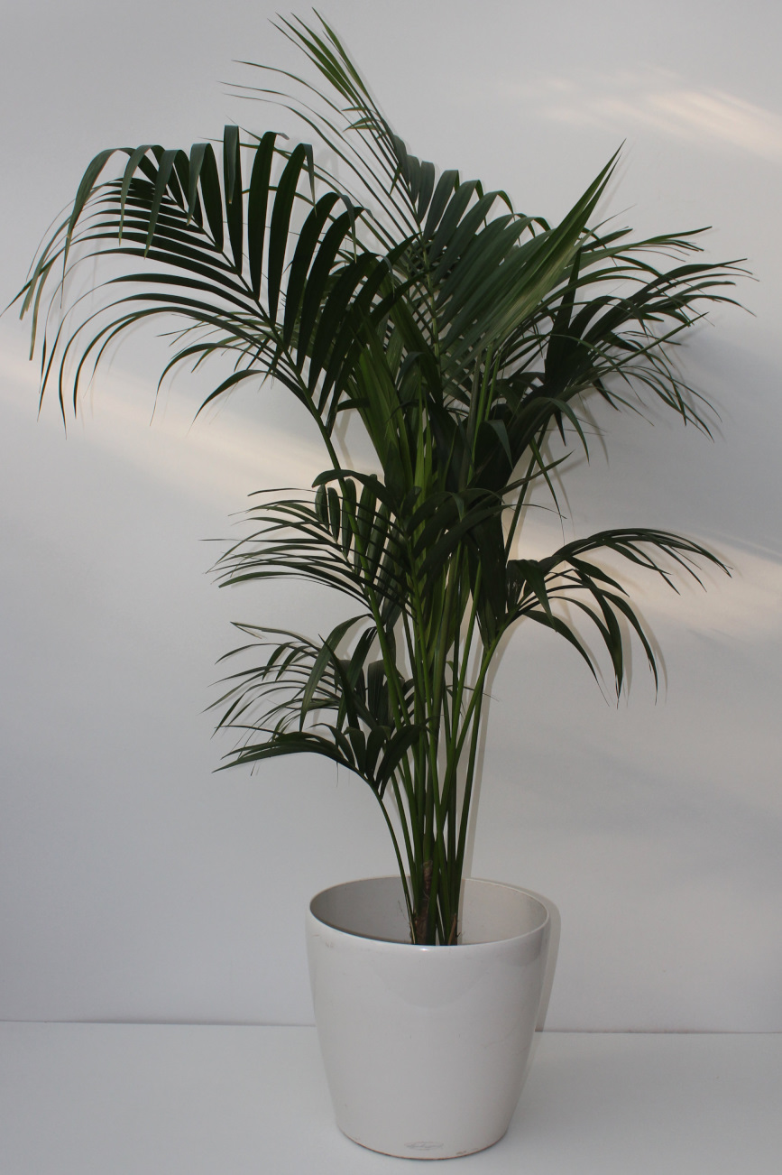 Kentia Palme