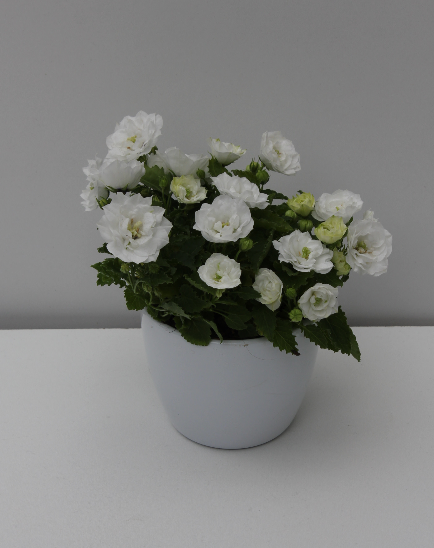 Tischpflanze, weiß inkl. Keramikübertopf