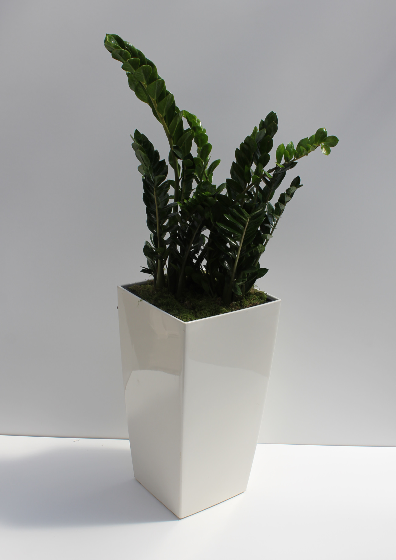 Lechuza-Vase 75 cm, weiß hochglanz, bepflanzt