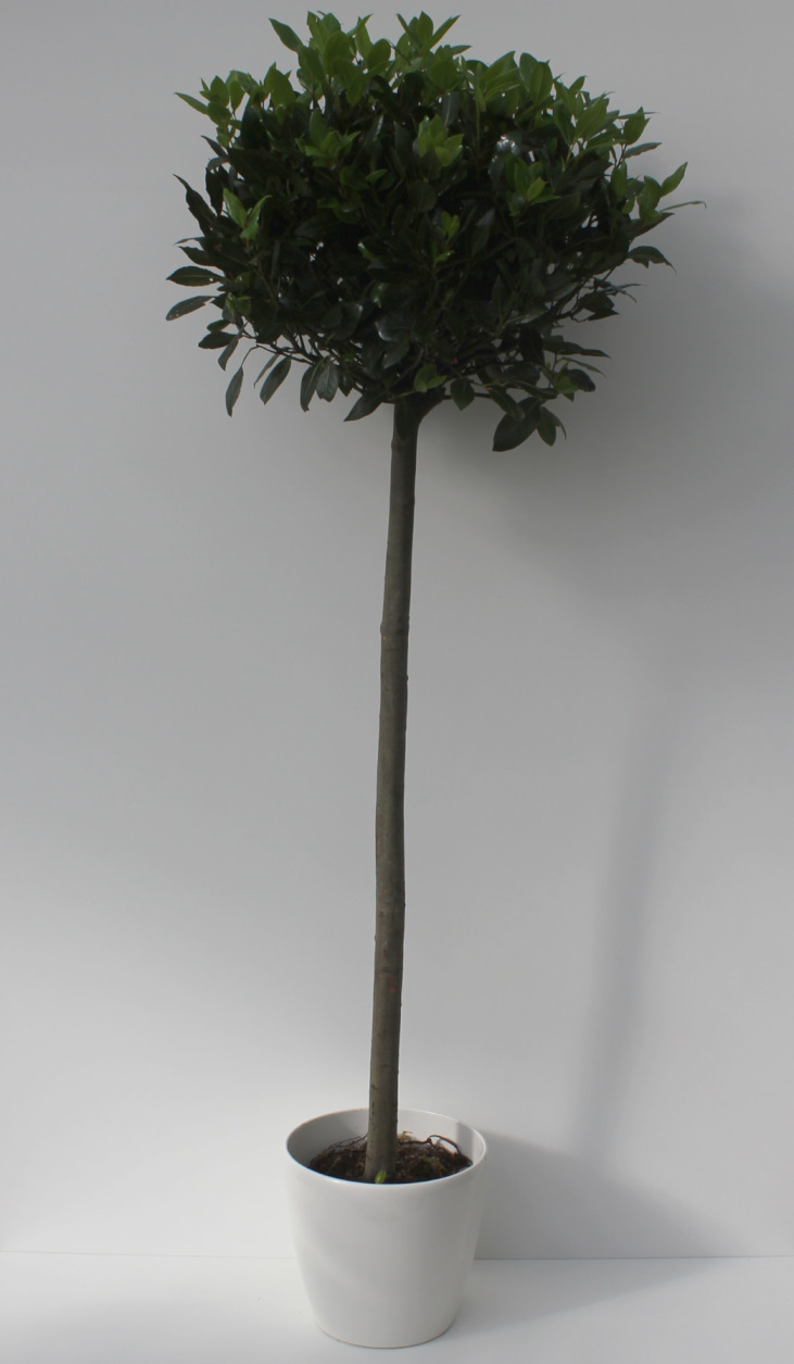 Laurus nobilis Kugel